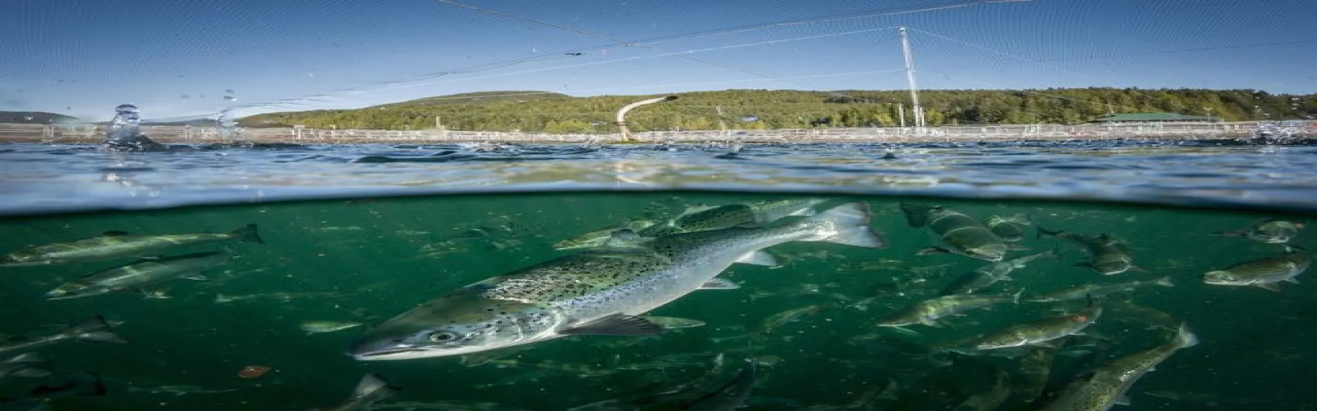 fish farm Air Liquide