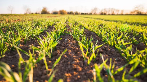 Agriculture